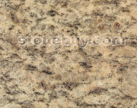 紫点金麻(浅), Giallo Cecilia