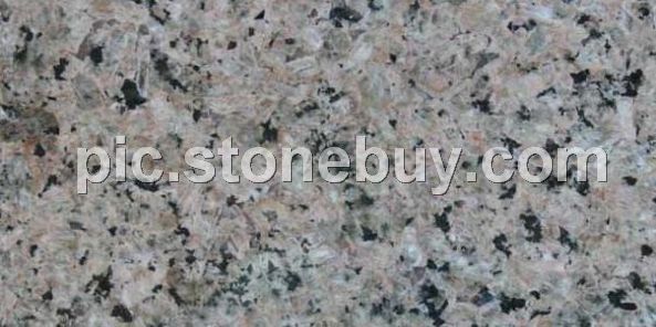 翠香槟, G1353, Green Champagne