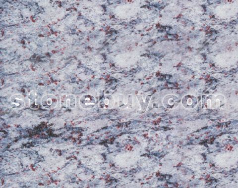 印度兰, Lavendar blue