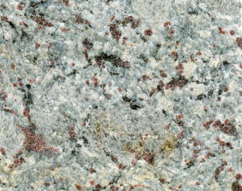 金茂兰, Lavender Blue