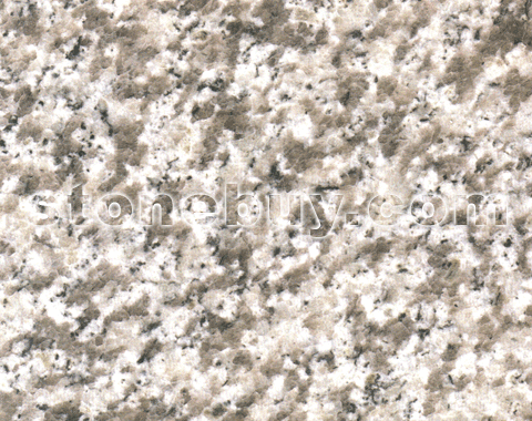 玉兰白, White Magnolia