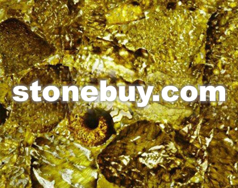 黄珊瑚, Yellow coral